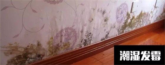 〖家裝資訊臺〗潮濕天氣，房子剪開壁紙全是蘑菇