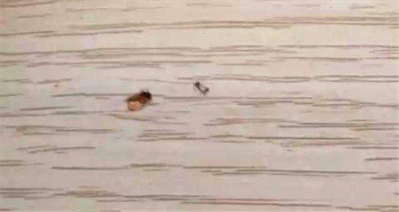 甲醛超標(biāo)12倍，“環(huán)保”免漆板為何不環(huán)保！