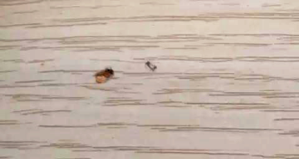 甲醛超標12倍，“環(huán)保”免漆板為何不環(huán)保！