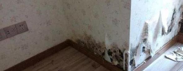 墻紙發(fā)霉剝落